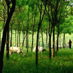 白鹿原上牧羊人