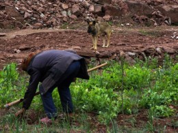 《泥巴老人与狗》