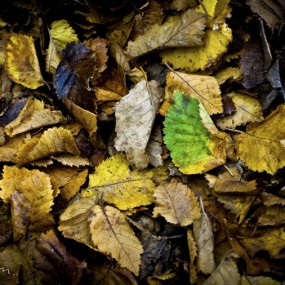 大光圈下的不同视觉