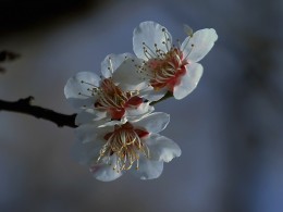 2018南京梅花山的梅花