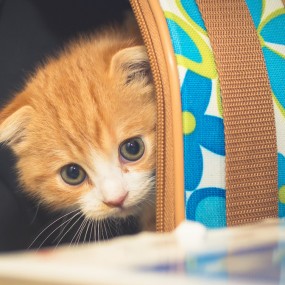 Yellow Neko折耳猫