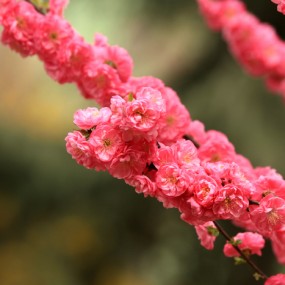 桃花，李花，玉兰，樱花竞相开放