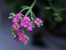 防疫宅家   阳台拍花