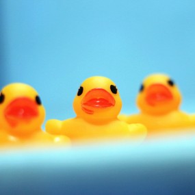 爱游泳的小黄鸭