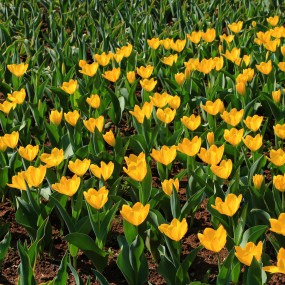 二月-春暖花开（植物园拍摄）