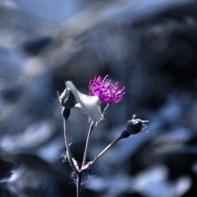 ~~~~~花期将至~~~~