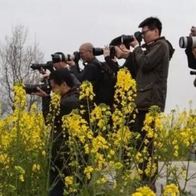 金色花海 在油菜花海中陶醉