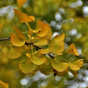 金黄色的银杏叶