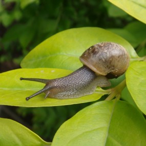微距下的蜗牛