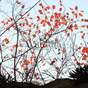 【翠华山秋色】