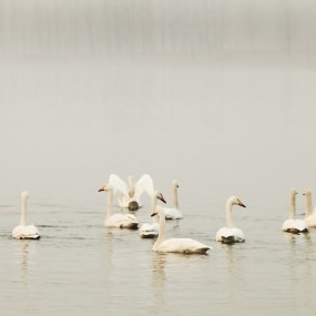 新春平陆天鹅湖