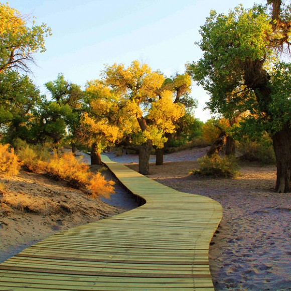 胡杨   生命的奇迹