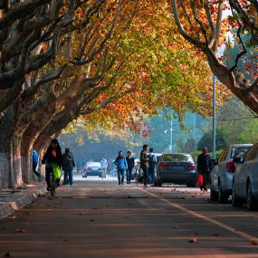 交大校园的冬日景色：【血色烂漫】
