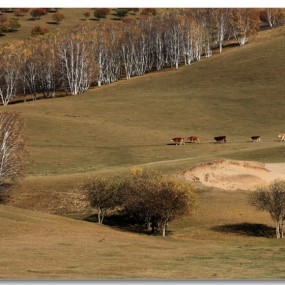 2012坝上金秋美如画