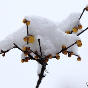 【雪映腊梅艳】