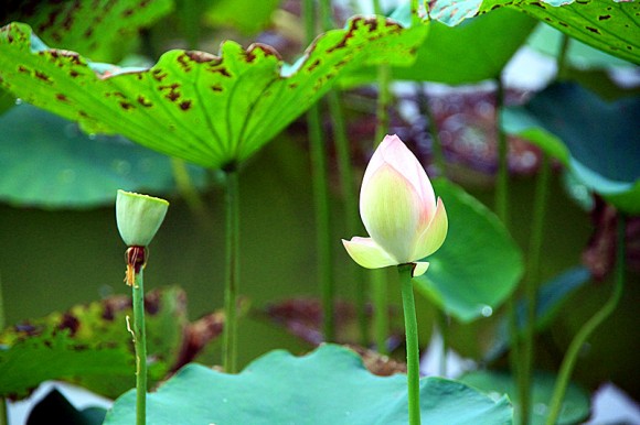 荷叶对荷花说-你因我而美