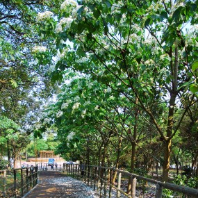 雲林古坑 . 荷苞山桐花公園