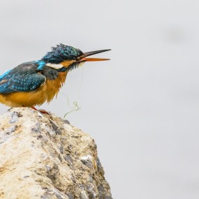 鸟儿飞飞——浐灞湿地