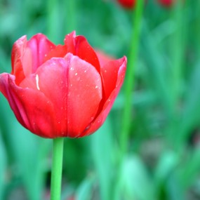 兴庆的郁金香一