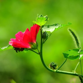 08.04浐灞湿地金色阳光下的美眉