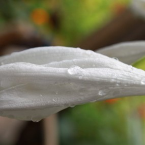 没有微距在手头，就用18-55对付一下吧