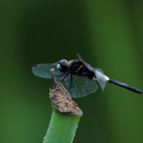 长焦头拍蜻蜓