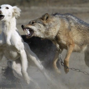 35张极具戏剧性的动物摄影作品