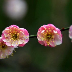 梅花盛开慈恩寺