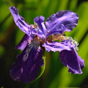 紫鸢尾花