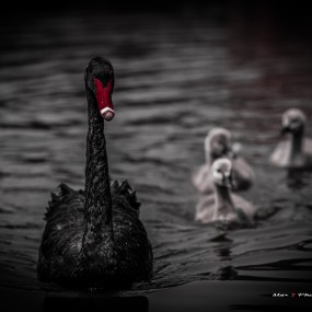 曲江寒窑黑天鹅一家