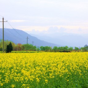楼观台·油菜花