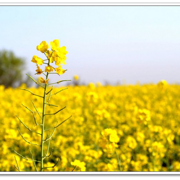洪庆山上的油菜花