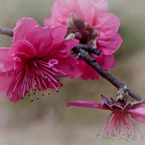 春桃催春（一）