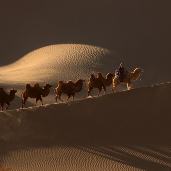 大漠驼影