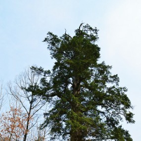 镇巴“晒旗坝”古树