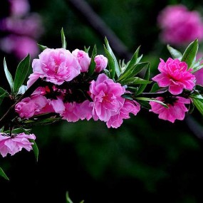 海南桃花别样红