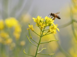 白鹿塬的油菜花开了