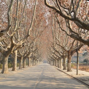 交大校园梧桐道