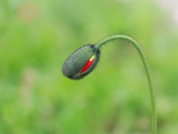 2017年微距练习 蜻蜓