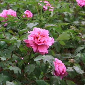 国色天香——牡丹开了