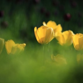 我身边摄影师们的花卉佳作欣赏