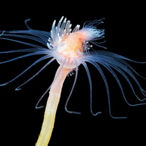 微距下的海底世界