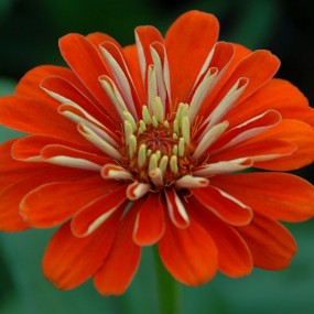 楼观花季拍花卉