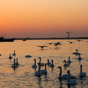 烟墩角的美丽天鹅