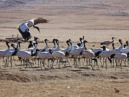 【冬季云南风光+候鸟精品摄影团】元阳梯田 东川红土地