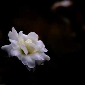 淡雅清纯----白茶花