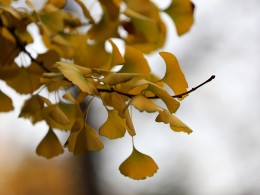 大雁塔—铺地金黄银杏叶