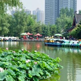 凌波仙子-----荷趣