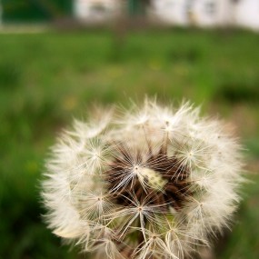 三星卡片机拍蒲公英