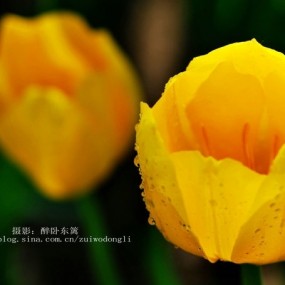 花语柔情-航海王基德